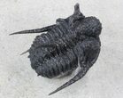 Well Prepared, Spiny Cyphaspis Trilobite - Morocco #36841-1